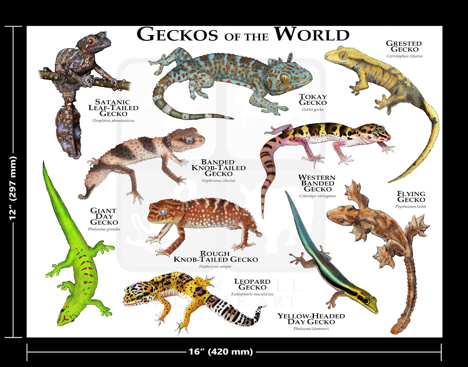 Geckos of the World Poster Print | Etsy Canada
