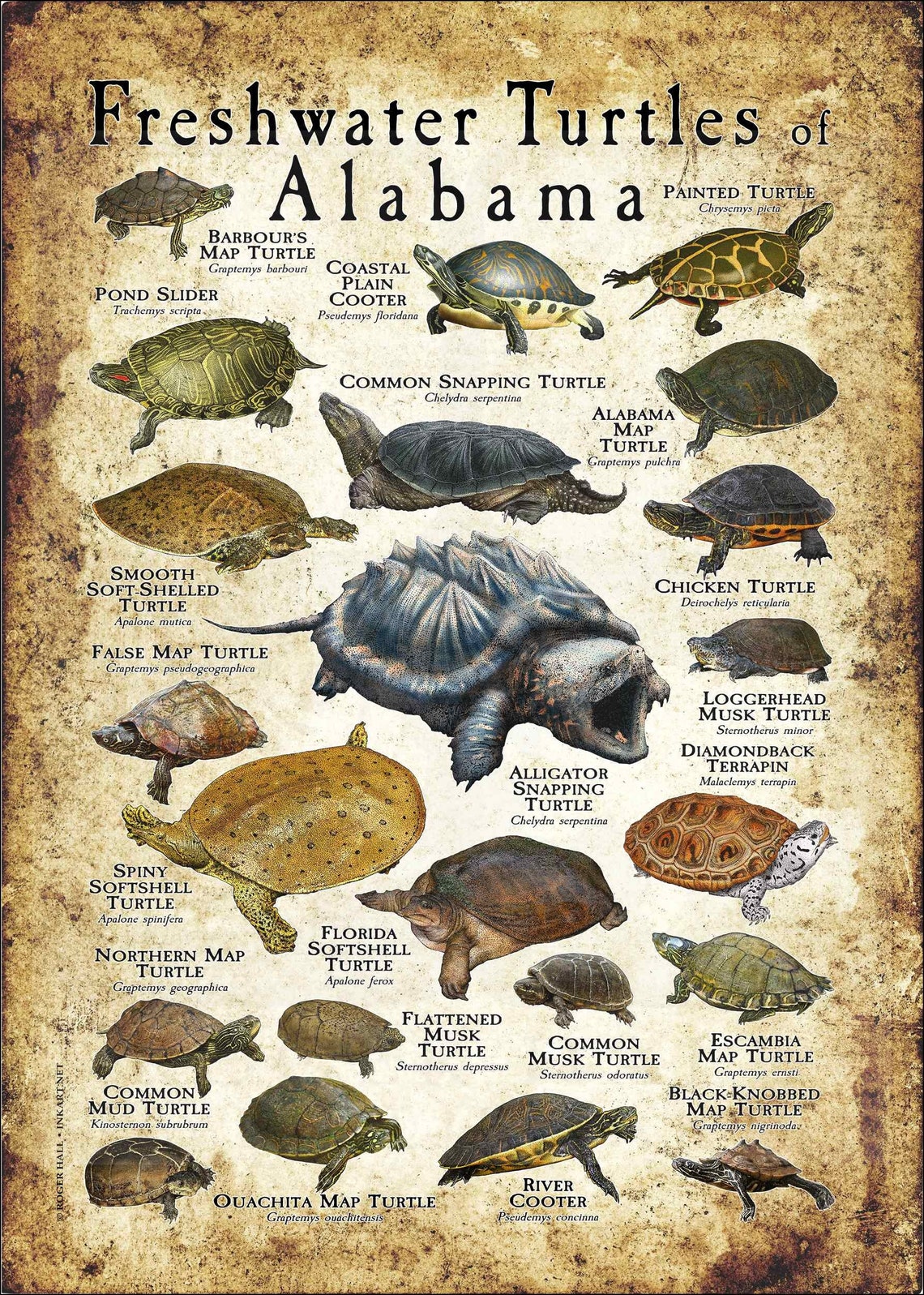 Freshwater Turtles of Alabama Poster Print/field Guide - SIGNED BY ...