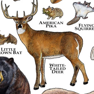 Mammals of Wyoming Poster Print / Wyoming Mammals Field Guide / Animals of Wyoming image 4