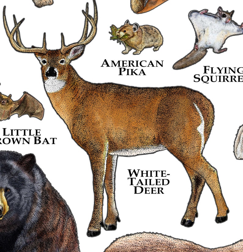 Mammals of Wyoming Poster Print / Wyoming Mammals Field Guide / Animals of Wyoming image 4