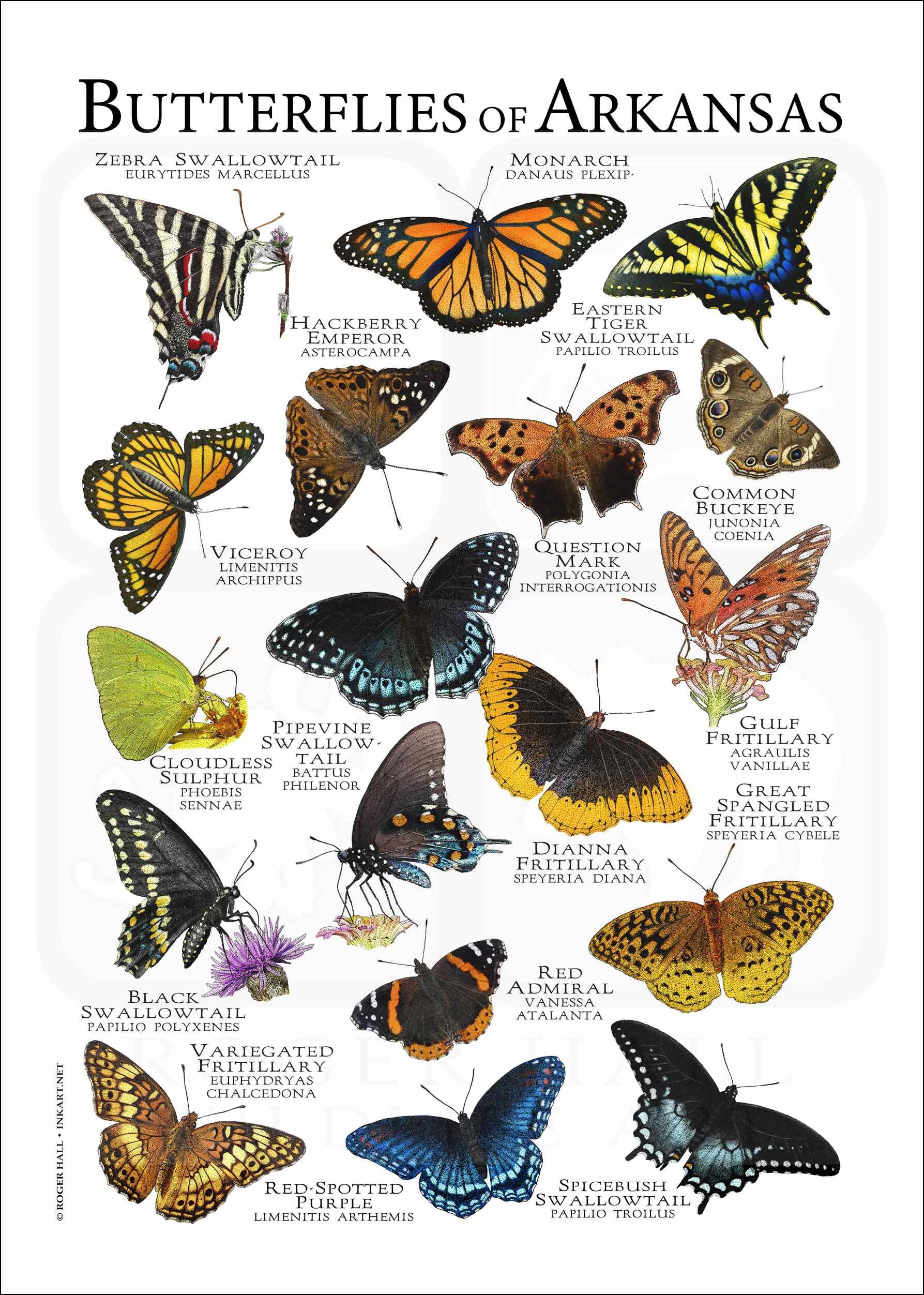 Butterflies of Arkansas Poster Print Field Guide Etsy