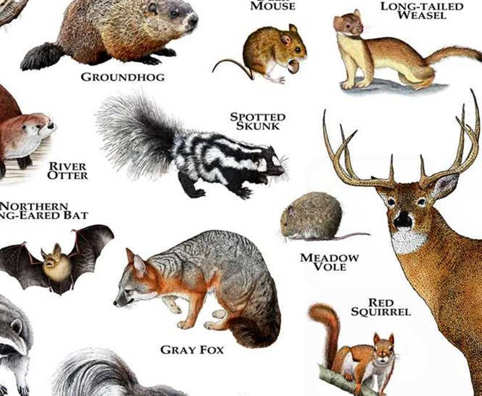 Mammals of Tennessee Poster Print / Tennessee Mammals Field Etsy