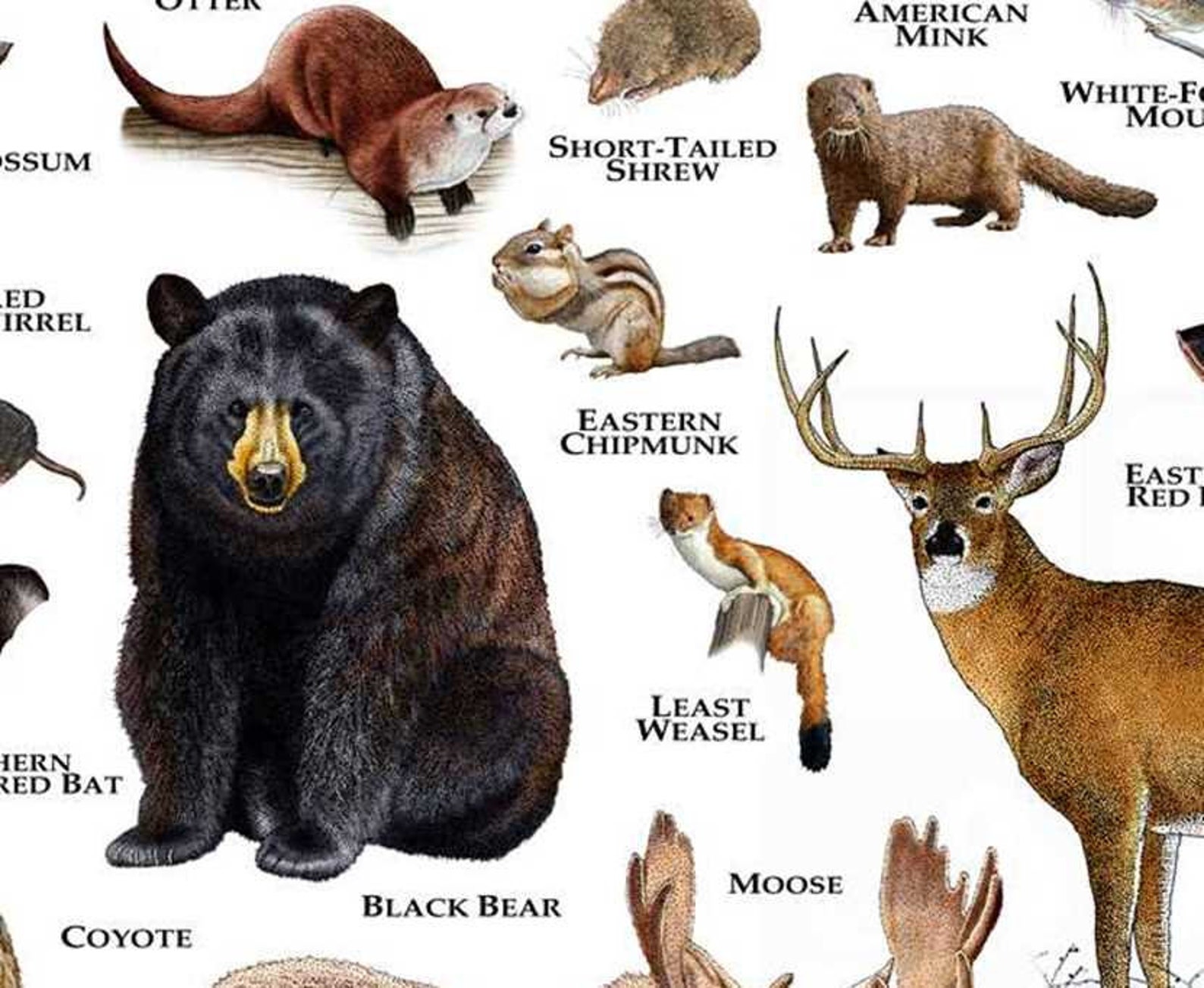 Land Mammals of Massachusetts Poster Print / Massachusetts Etsy