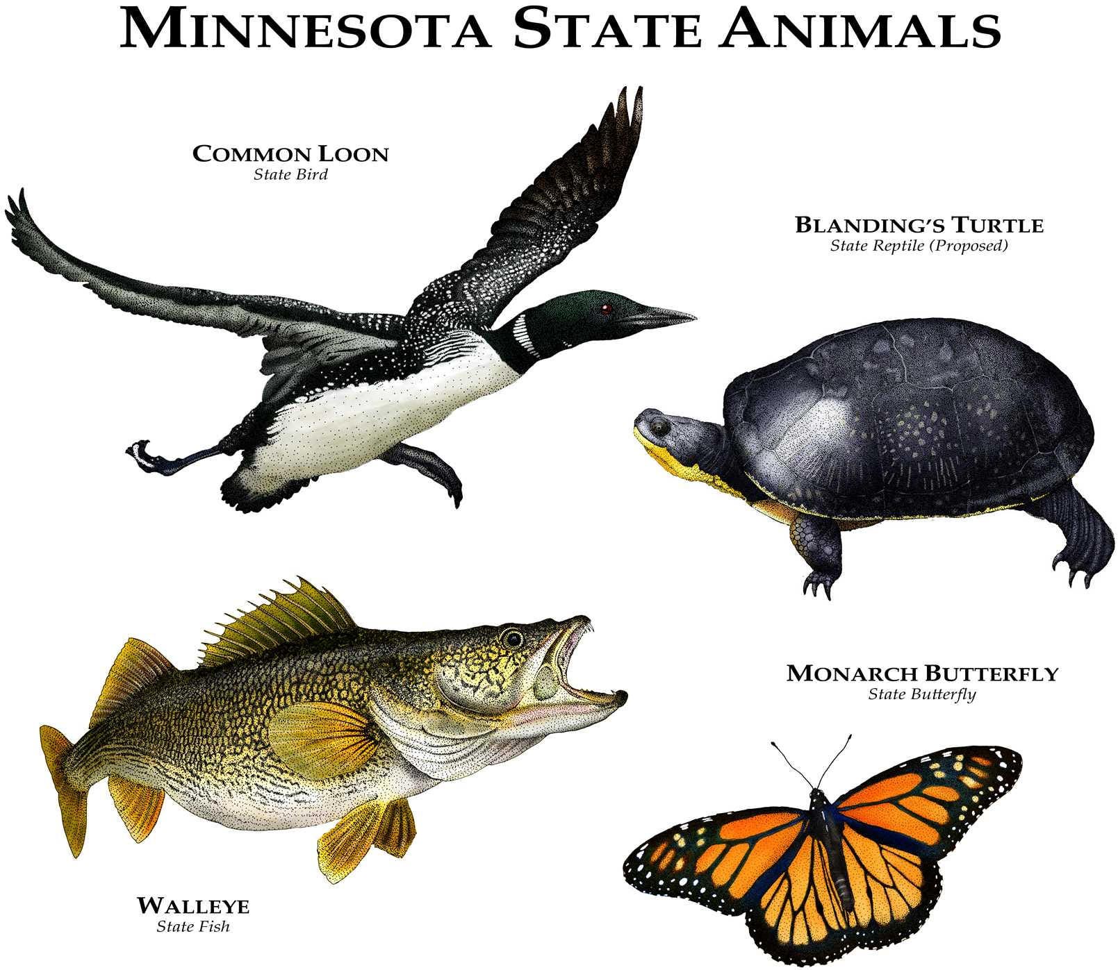Minnesota State Animals Poster Print Etsy