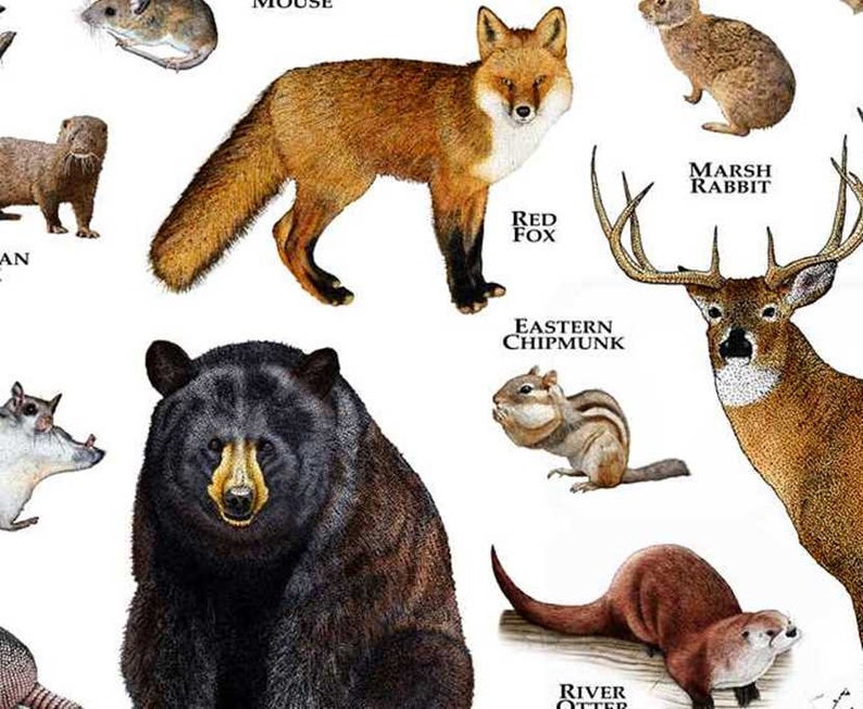 Land Mammals of Mississippi Poster Print / Mississippi Mammals Etsy