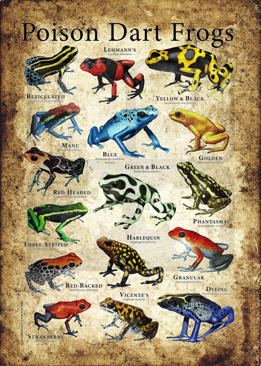 Poison Dart Frogs Poster Print 