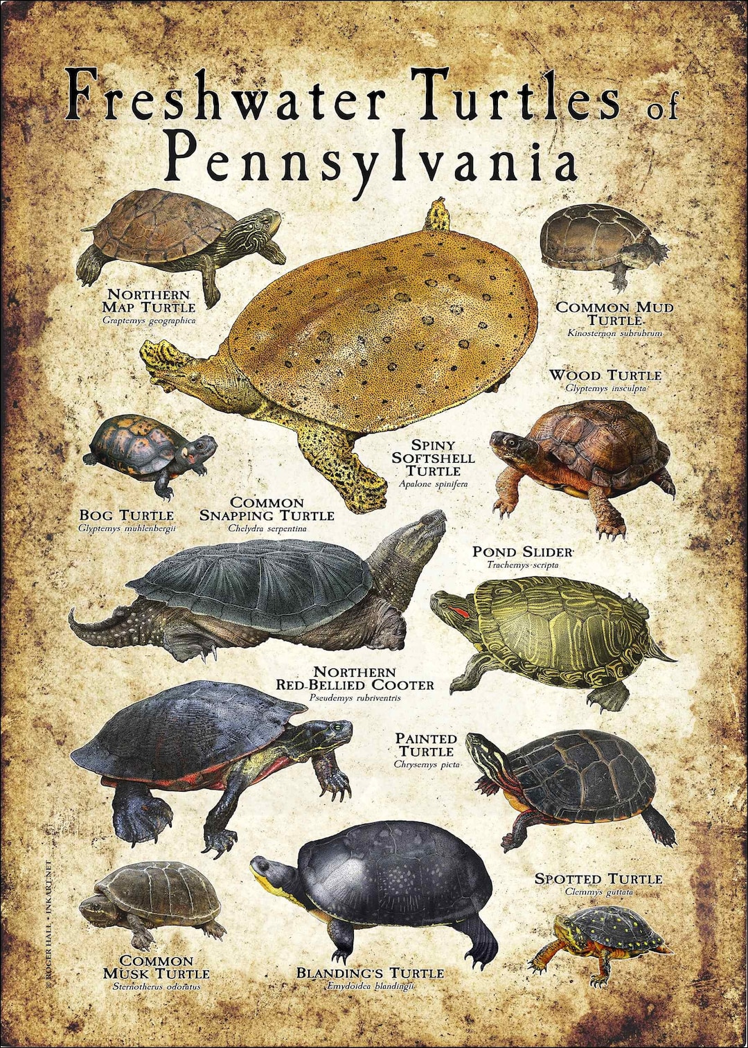 Freshwater Turtles of Pennsylvania Poster Print Field Guide Etsy