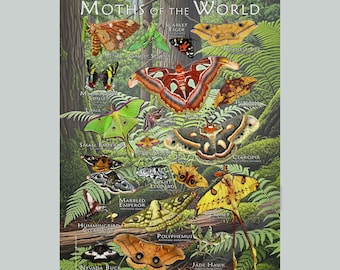 Moths of the World Poster Print - SIGNED BY ARTIST!
