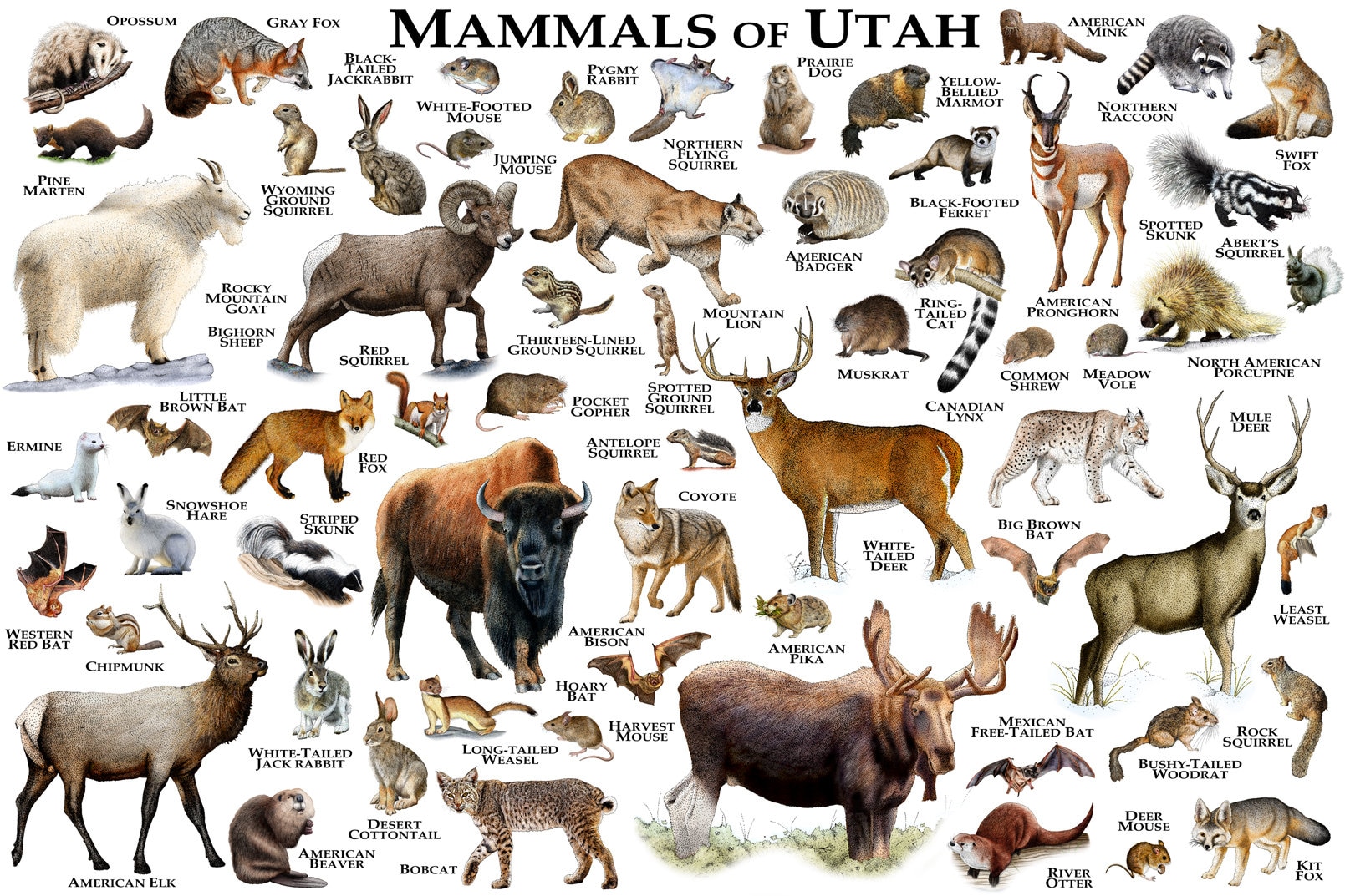 Mammals of Utah Poster Print / Utah Mammals Field Guide / Etsy