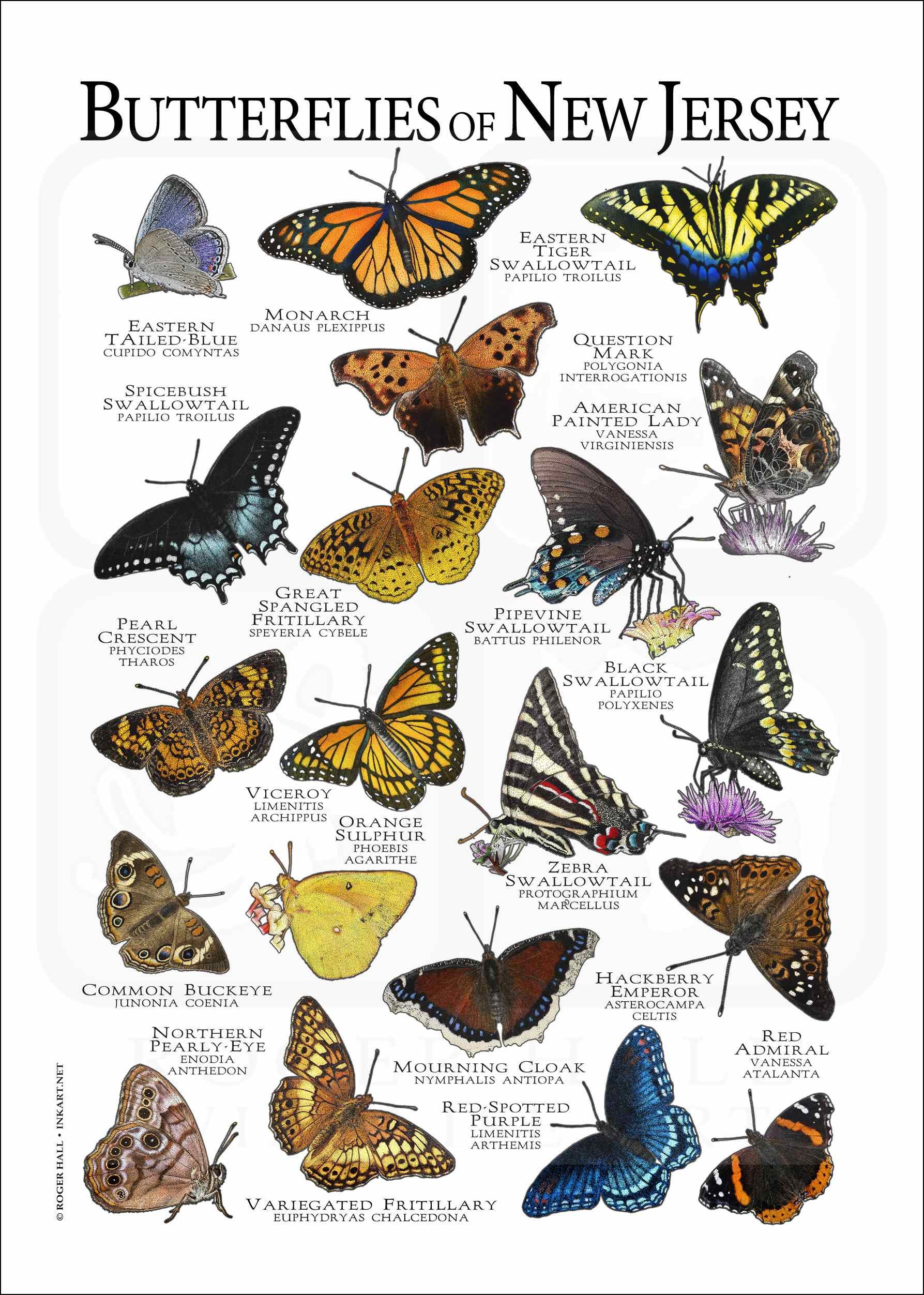 Butterflies of New Jersey Poster Print Field Guide Etsy
