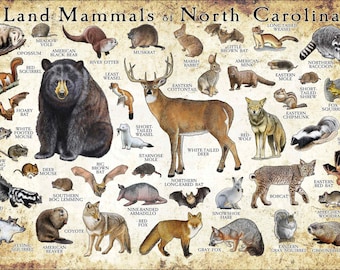 Mammals of North Carolina Poster Print / North Carolina Mammals Field Guide / Animals of North Carolina