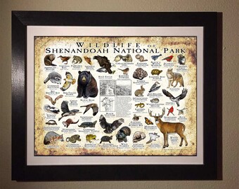 ヒラリー　エベレスト NATIONAL GEOGRAPHICサイン鑑定書付き ヒラリー エベレスト NATIONAL GEOGRAPHICサイン鑑定書付き