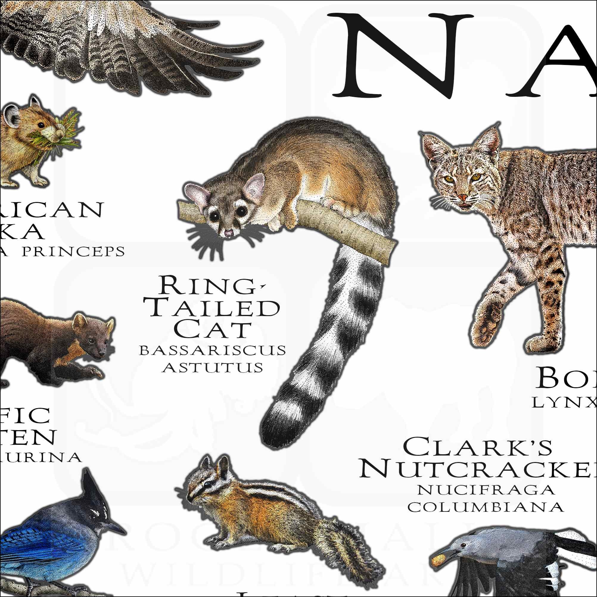 Wildlife of Yosemite National Park Field Guide Etsy UK