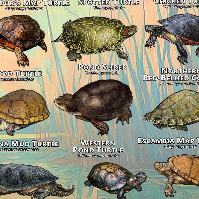 Diffrent Turte Types Freshwater Turtles of North America Art Print / Field Guide - SIGNED BY ...