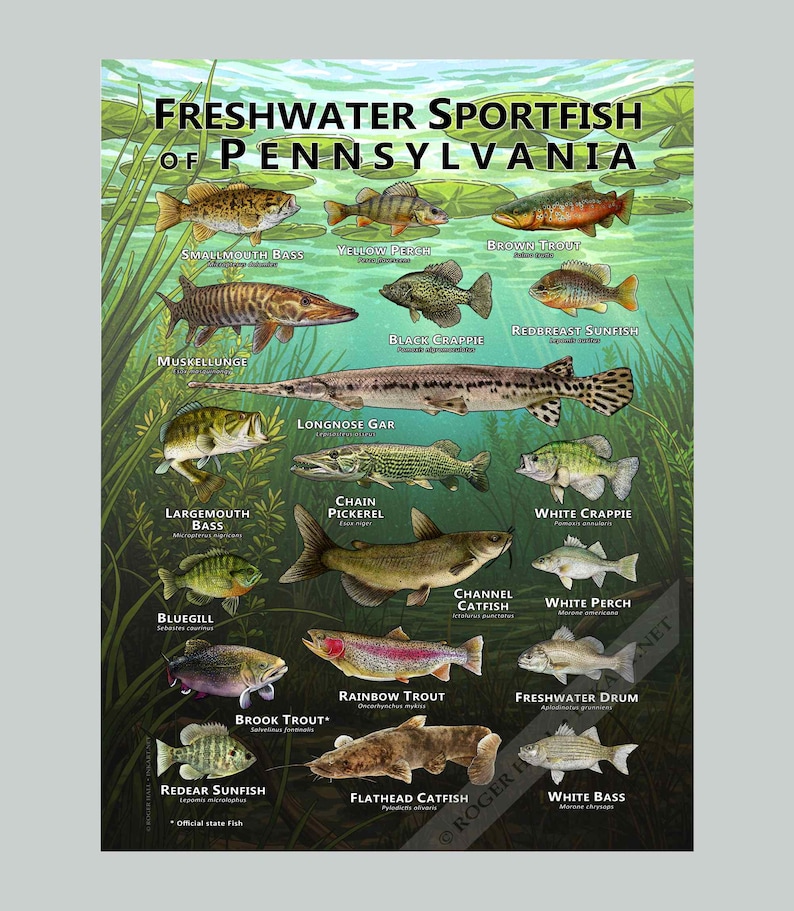 Sport Fish Types Freshwater Sportfish of Pennsylvania Poster Print/field Guide - SIGNED ...