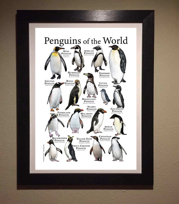 Cartella Formato A2 Cartella Per Progetti Westfolio - Formato A2, Nero, 100 Fogli Cartelle In Formato A2 - Foto 11