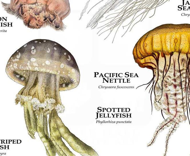 Jellyfish of the World Poster Print Etsy