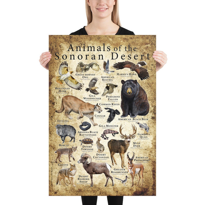 Animals of the Sonoran Desert Poster image 4