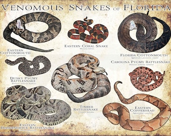 May include: An illustrated guide to venomous snakes found in Florida. The guide features images of the snakes, their scientific names, and common names. The snakes include the Eastern Cottonmouth, Dusky Pygmy Rattlesnake, Eastern Diamondback Rattlesnake, Eastern Coral Snake, Florida Cottonmouth, Carolina Pygmy Rattlesnake, Timber Rattlesnake, and Eastern Copperhead.