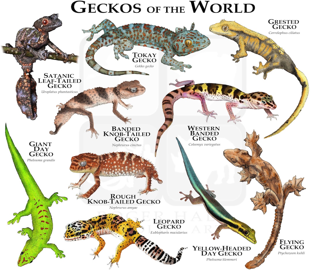 Geckos of the World Poster Print Etsy Hong Kong