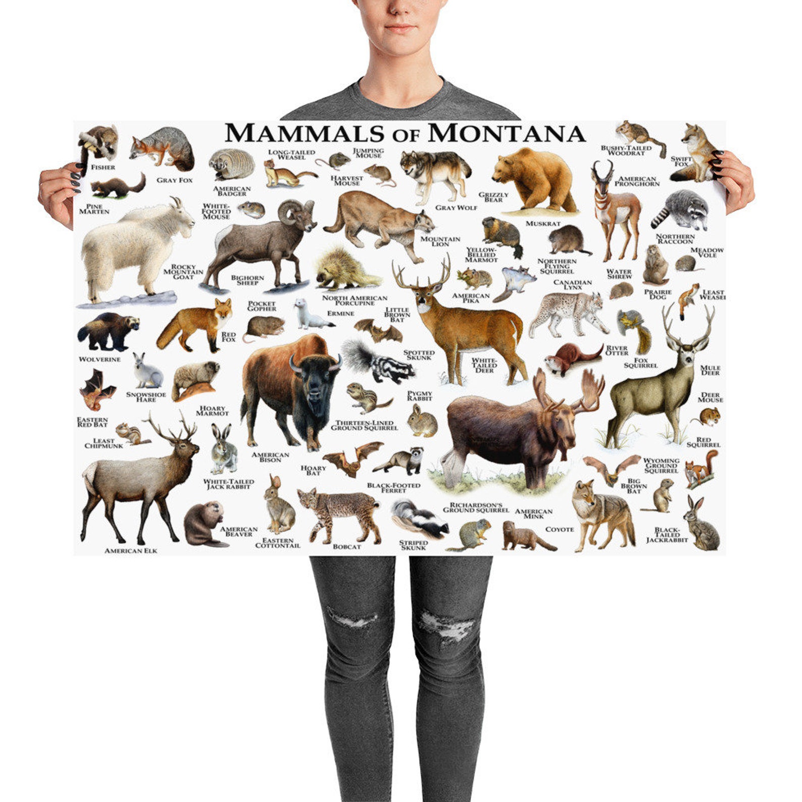 Mammals of Montana Poster Print / Montana Mammals Field Guide Etsy