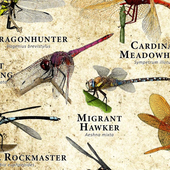 Dragonflies of the World Poster Print / Field Guide - SIGNED BY