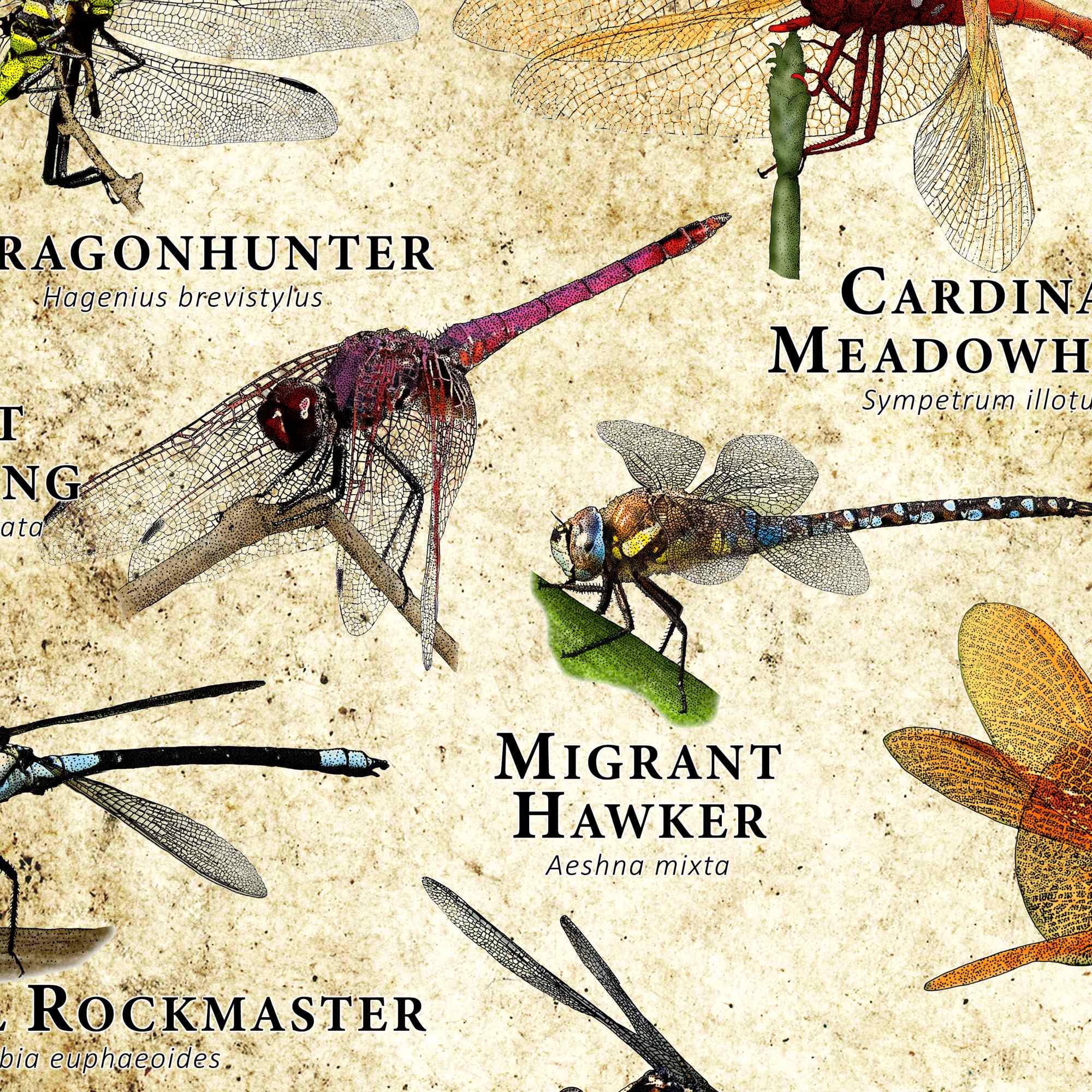 Dragonflies of the World Poster Print / Field Guide - SIGNED BY