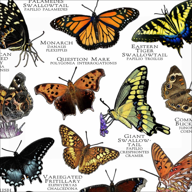 Butterflies of Louisiana Poster Print Field Guide Etsy