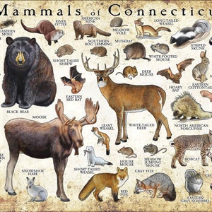 Impresión de póster de mamíferos de Connecticut / Guía de campo de mamíferos de Connecticut / Animales de Connecticut - ¡FIRMADO POR EL ARTISTA!