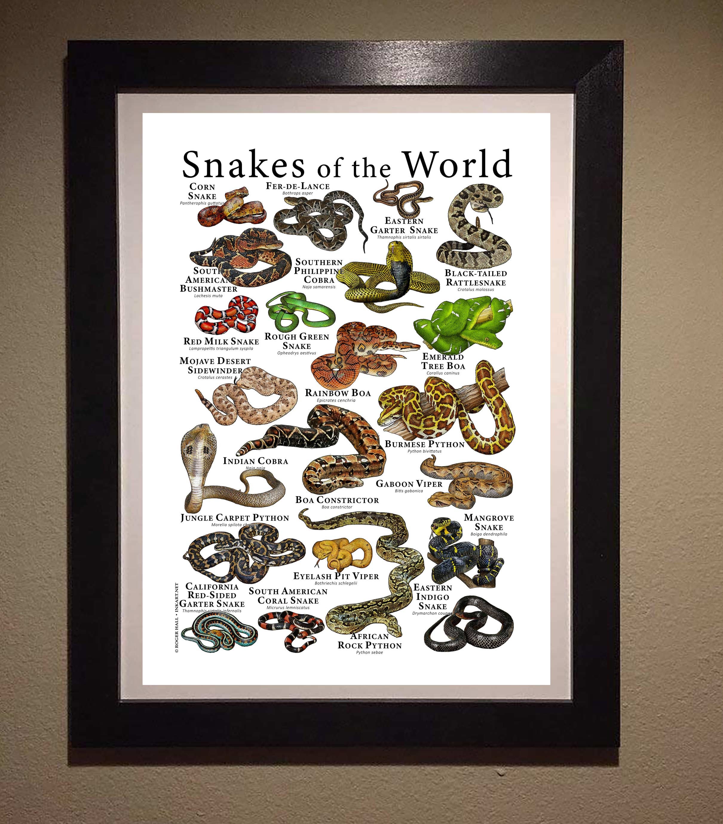Snakes of the World ポスター - アーティストのサイン入り