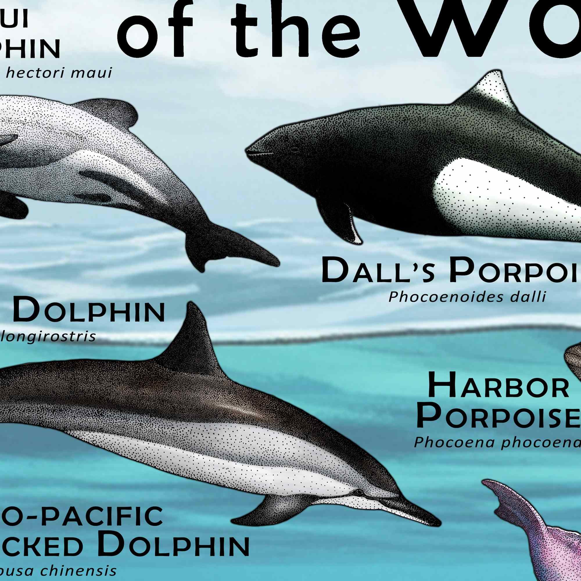 世界のイルカとネズミイルカのポスター - アーティストのサイン入り