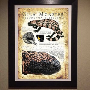 K&ouml;nnte beinhalten: Eine Illustration im Vintage-Stil eines Gila-Monsters mit schwarzen und wei&szlig;en Streifen und rosa und schwarzen Flecken. Die Illustration befindet sich auf einem pergamentartigen Hintergrund mit Text &uuml;ber den Lebensraum, die Gr&ouml;&szlig;e, die Lebensdauer und den Status des Gila-Monsters. Der Text lautet "Gila Monster", "Heloderma suspectum", "L&auml;nge 27 (56 cm)", "Lebensdauer 20 Jahre", "Status Nahezu bedroht", "Verbreitung Arizona und Mexiko, der s&uuml;d&ouml;stliche Teil Kaliforniens, die s&uuml;dliche Spitze Nevadas."
