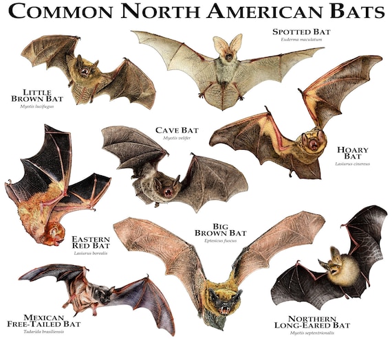 Common Bats of North America Poster Print - Etsy