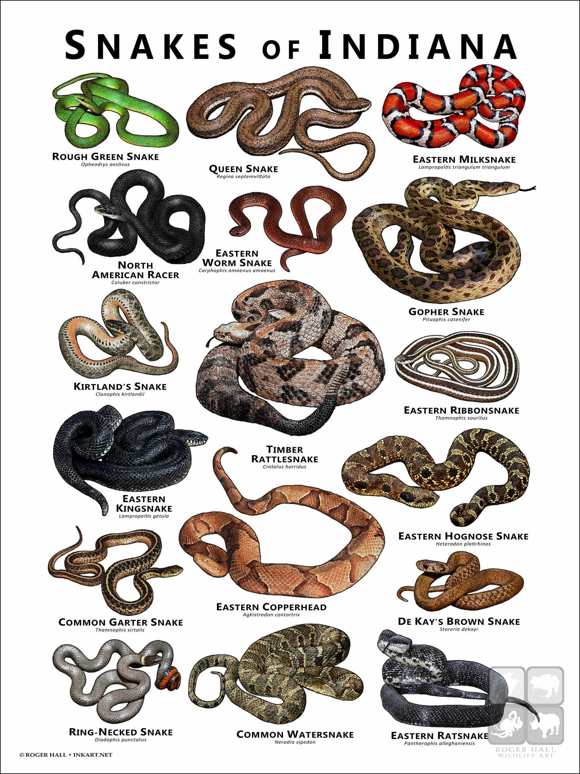 Snakes of Indiana Poster Print - Field Guide - Etsy