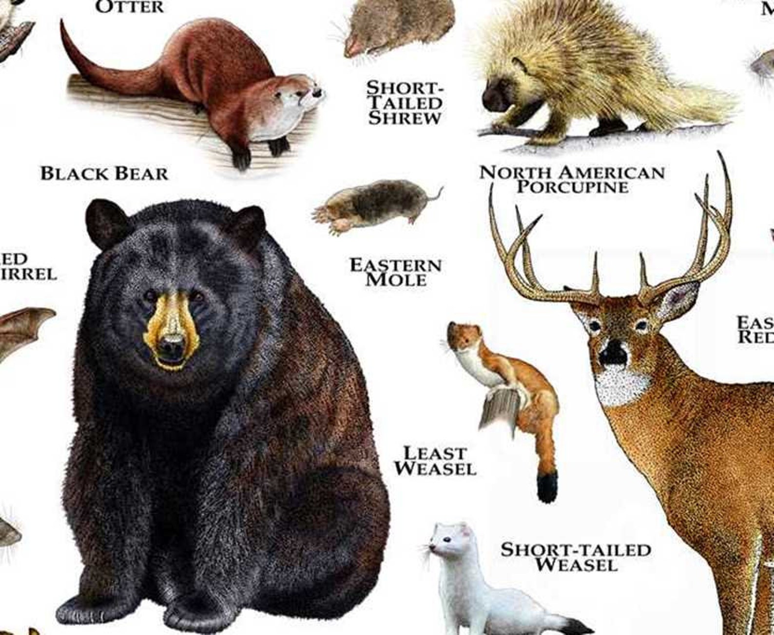 Mammals of Pennsylvania Poster Print / Pennsylvania Mammals Etsy