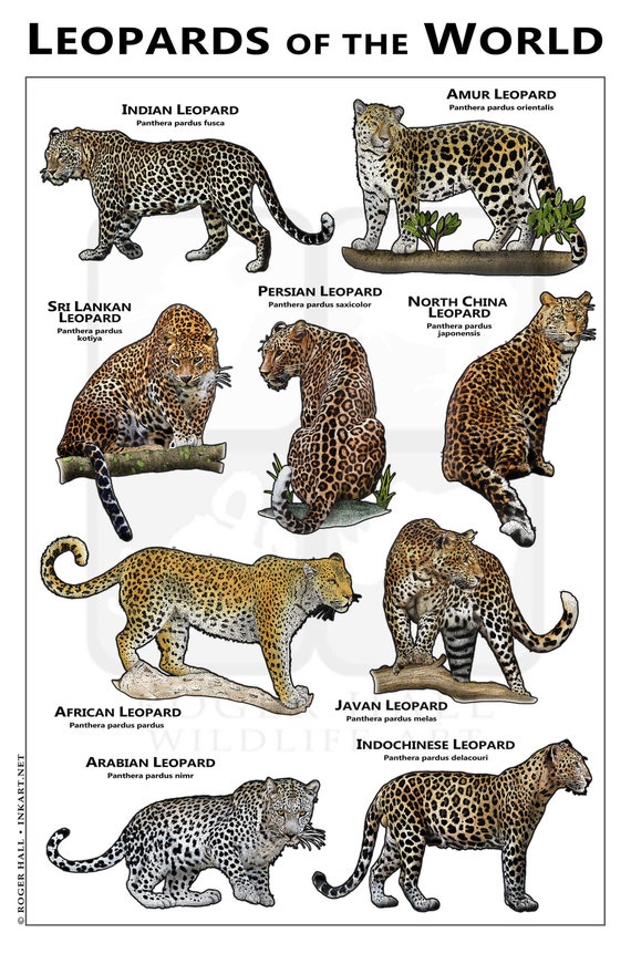 Leoparden der Welt Poster / Feldführer