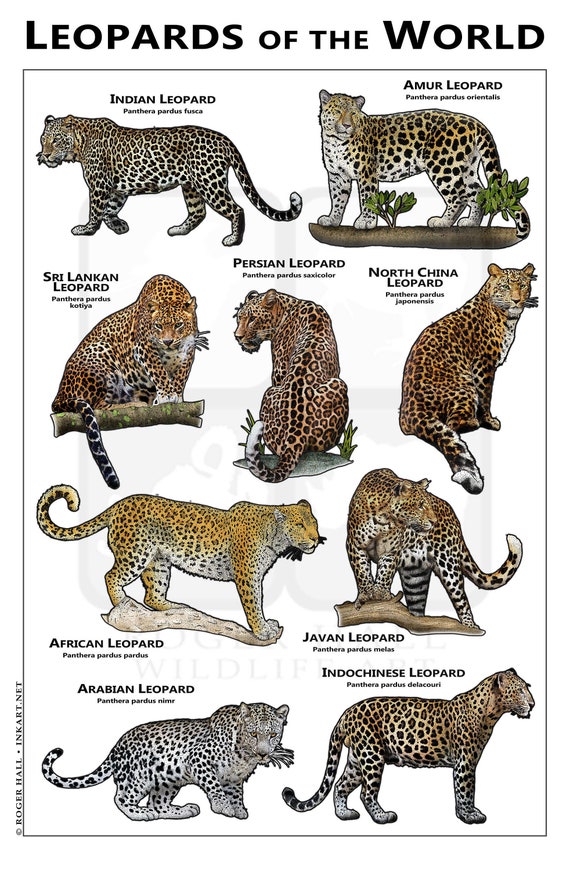 Leopards of the World Poster / Field Guide - Etsy India