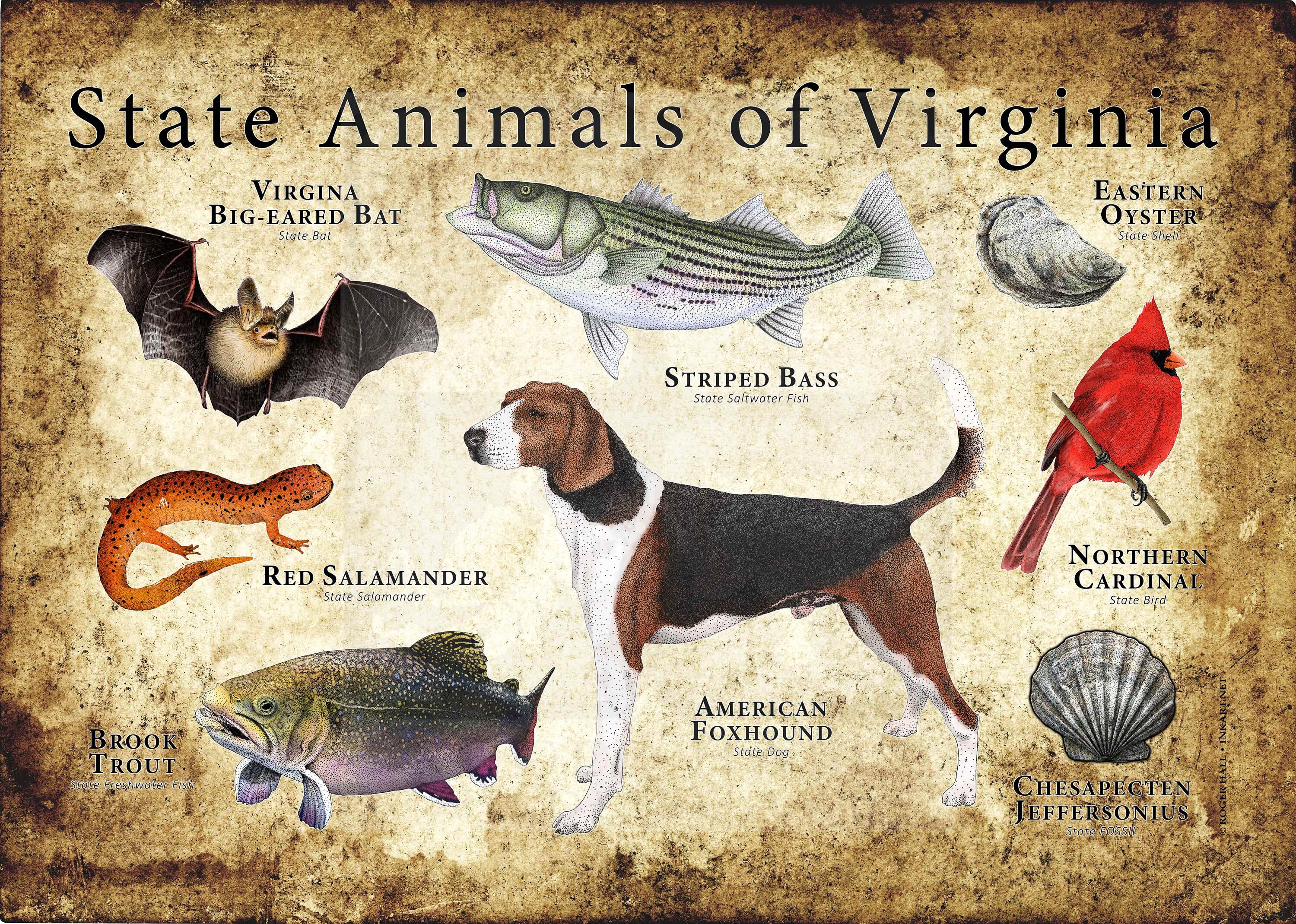 Virginia State Animals Poster Print Etsy