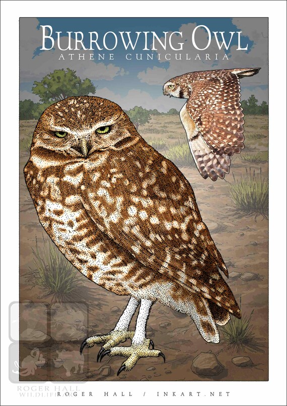 Owls of North American Poster Prints - SIGNED BY ARTIST! - Etsy