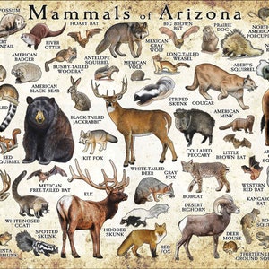 Mammals of Arizona Poster Print / Arizona Mammals Field Guide / Animals of Arizona - SIGNED BY ARTIST!