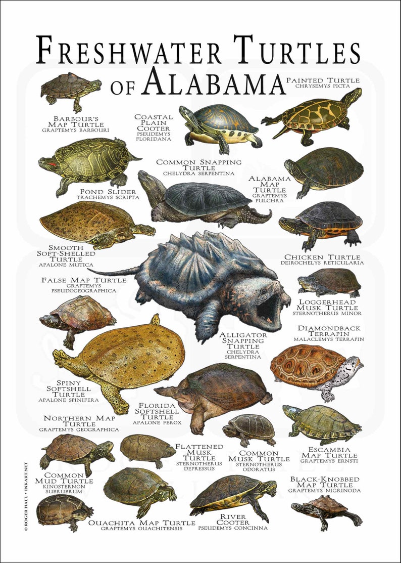 Freshwater Turtles of Alabama Poster Print/field Guide - SIGNED BY ...