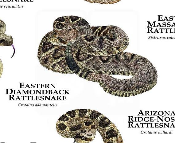 RATTLESNAKE DIAMONDBACK SNAKE Iron On Embroidered Patch Snakes