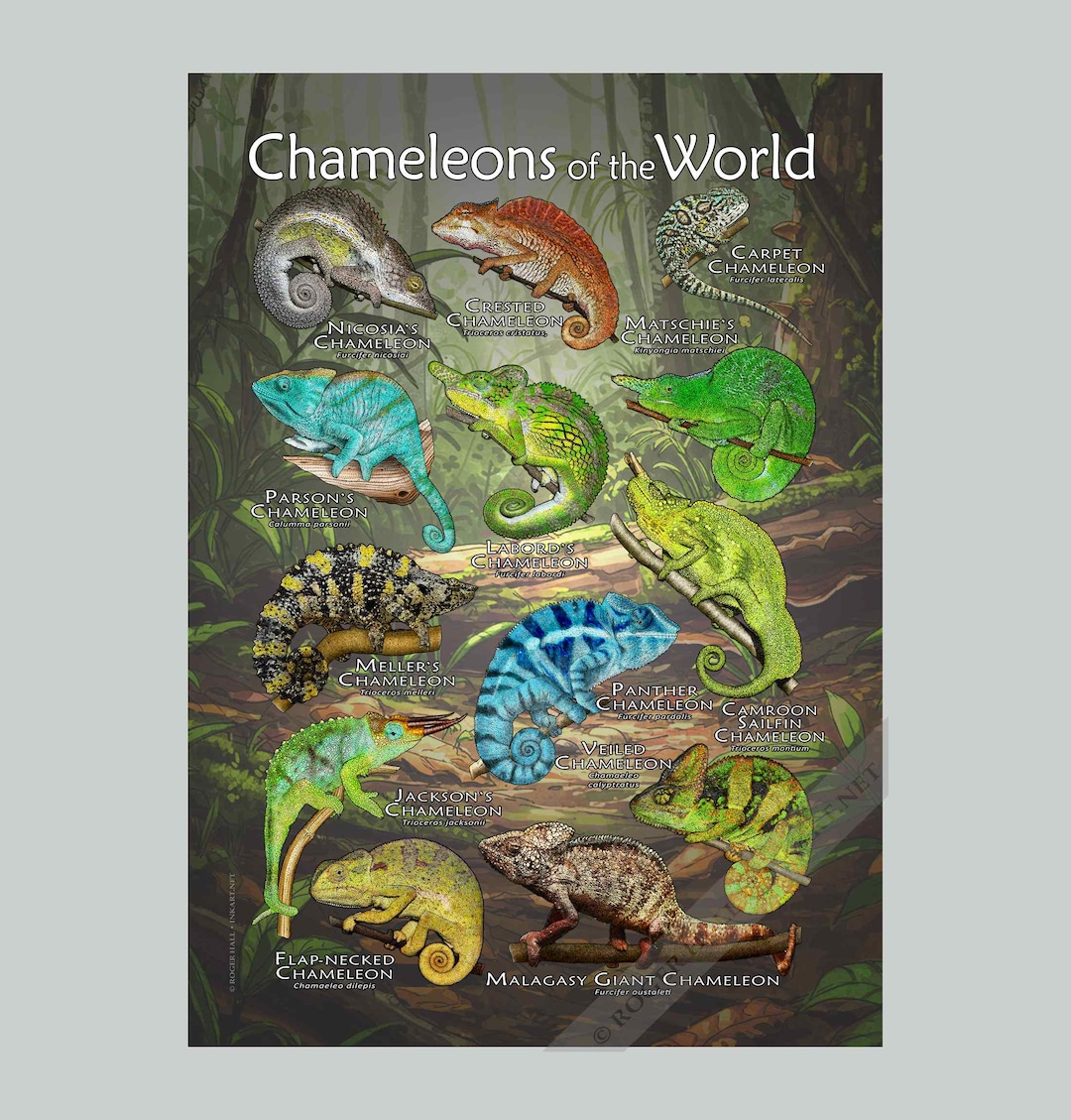 世界のカメレオンのポスター - アーティストのサイン入り! - Etsy 日本