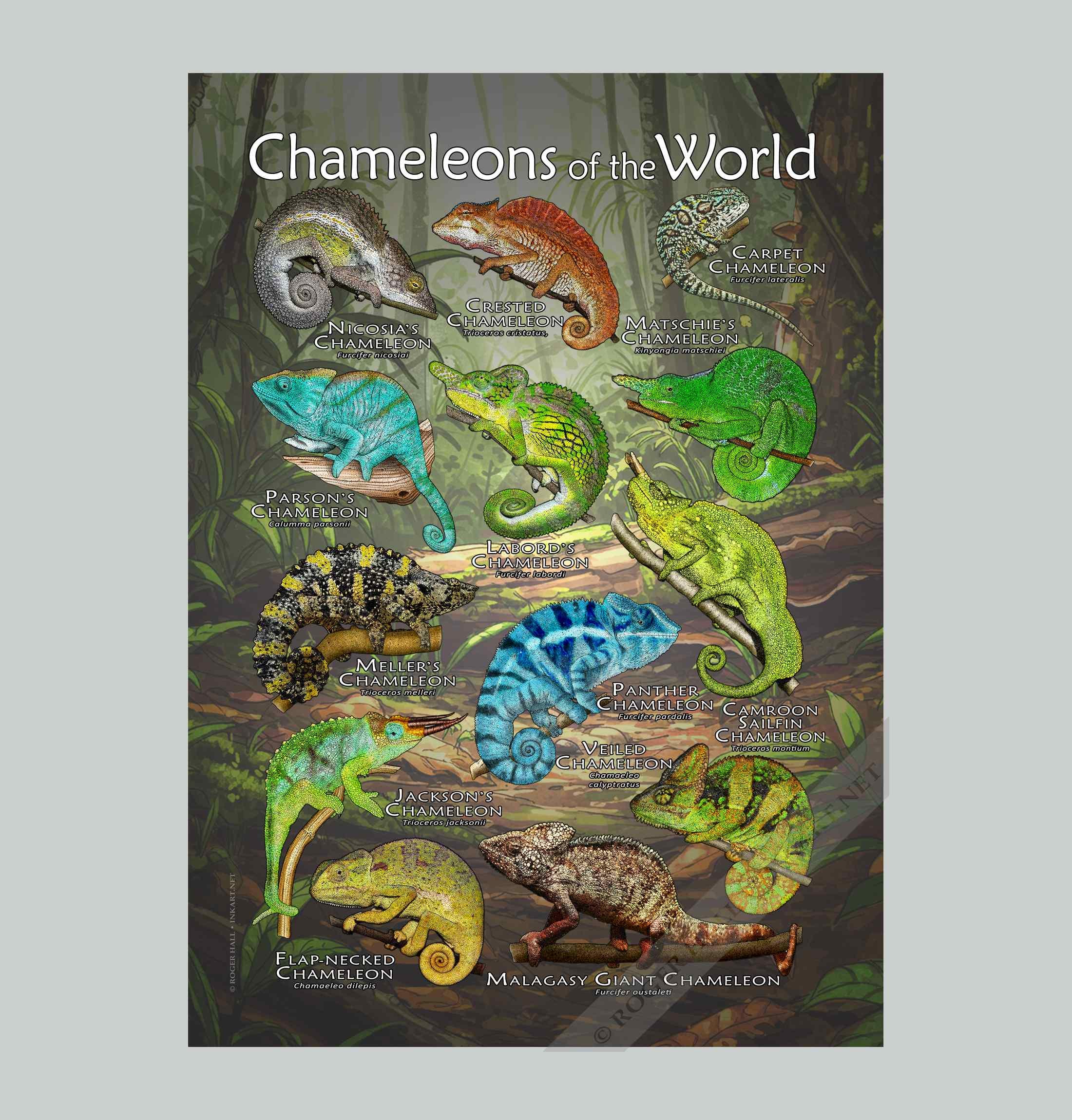 世界のカメレオンのポスター - アーティストのサイン入り! - Etsy 日本