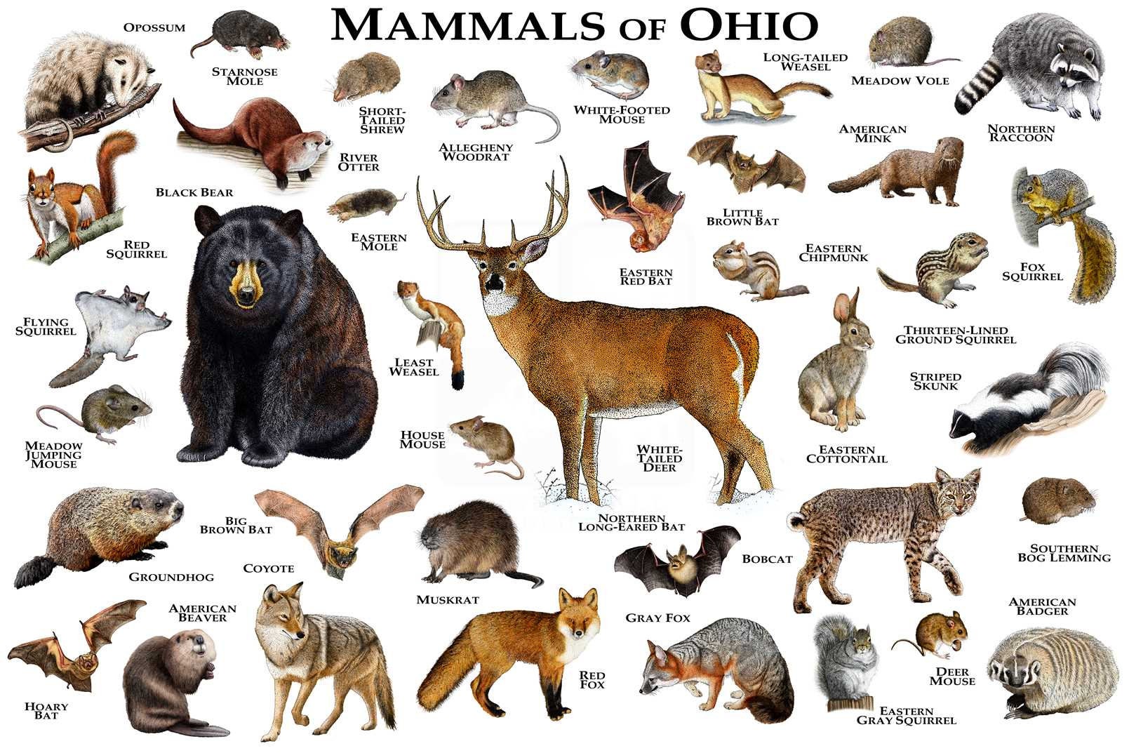 Mammals of Ohio Poster Print / Ohio Mammals Field Guide / | Etsy
