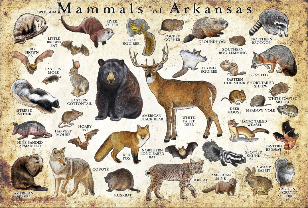 Mammals of Arkansas Poster Print / Arkansas Mammals Field Guide