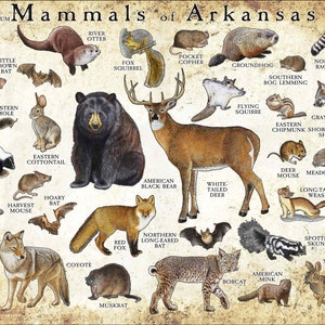 Mammals of Arkansas Poster Print / Arkansas Mammals Field Guide / Animals of Arkansas - SIGNED BY ARTIST!