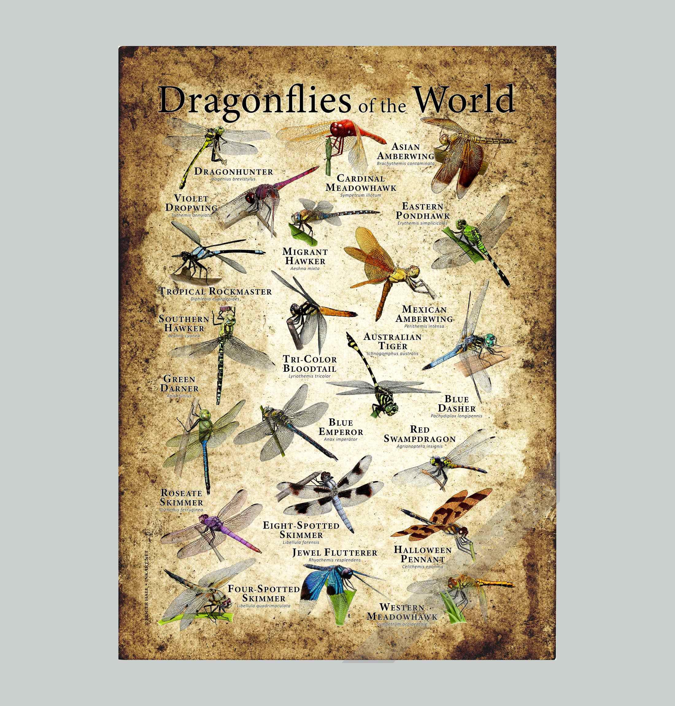 Dragonflies of the World Poster Print / Field Guide - SIGNED BY
