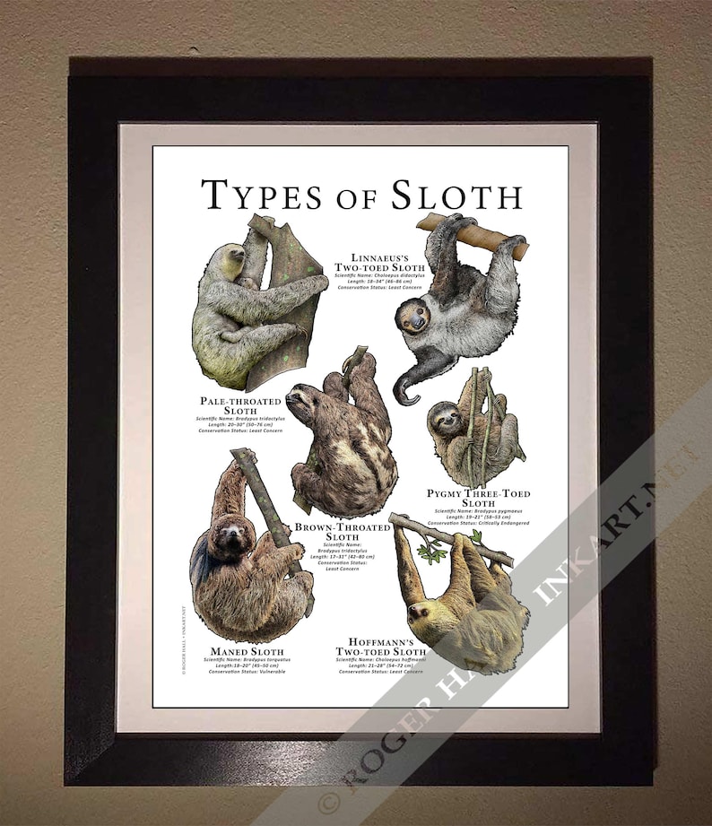 Maned Sloth Order Types of Sloth / Field Guide - SIGNED BY ARTIST! - Etsy Australia