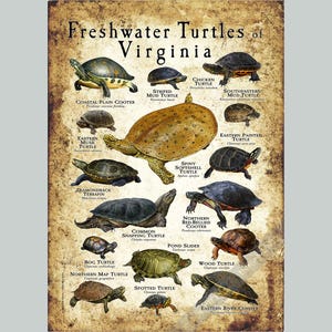 Freshwater Turtles of Virginia Poster Print/Field Guide - SIGNED BY ARTIST!